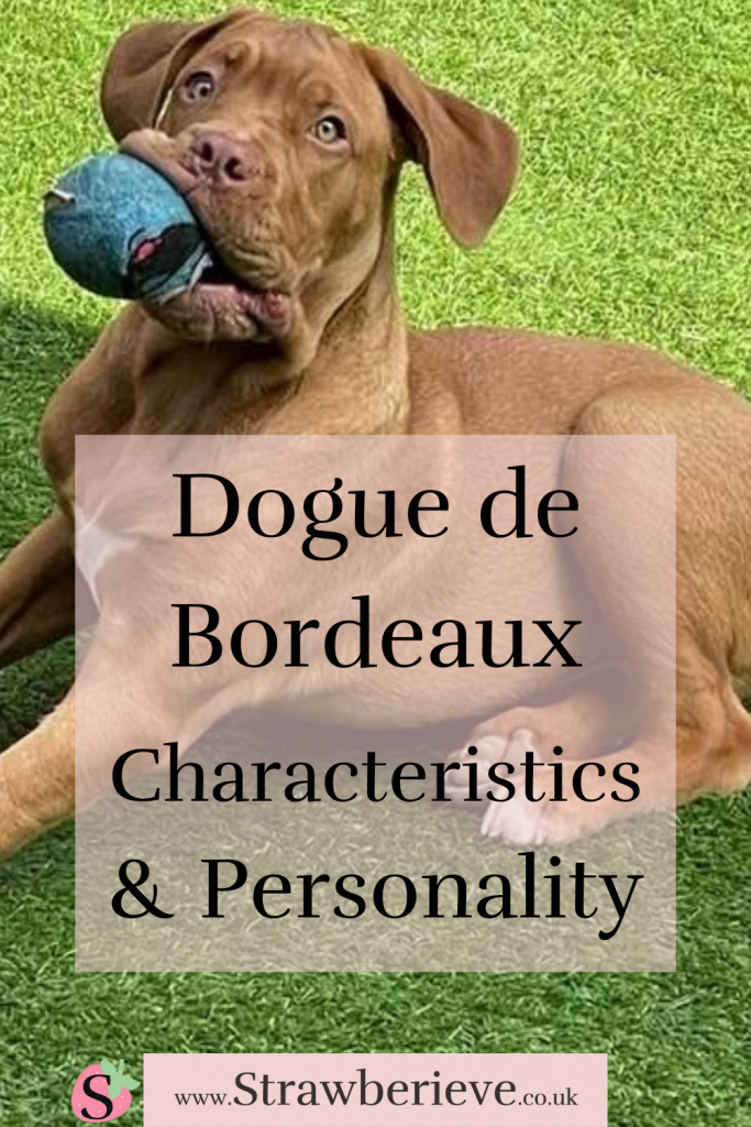 Dogue de Bordeaux Characteristics & Personality - Find out what characteristics the DDB (French Mastiff) have and why they are such amazing, laid back, gentle, loving and loyal dogs! @strawberieveddb #ddb #doguedebordeaux #frenchmastiff #dogbreeds #personality #characteristics #breedcharacteristics #strawberieveddb Share this on Pinterest! Twitter! Facebook! :)