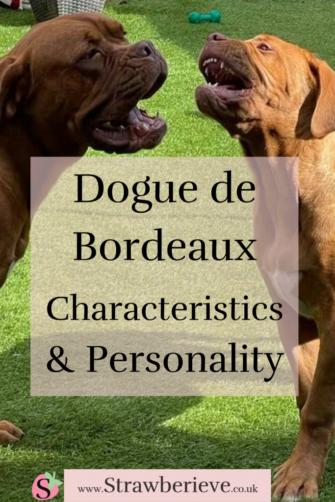 What's the Dogue de Bordeaux Personality Like? Find out what characteristics the DDB (French Mastiff) have and why they are such amazing, laid back, gentle, loving and loyal dogs! @strawberieveddb #ddb #doguedebordeaux #frenchmastiff #dogbreeds #personality #characteristics #breedcharacteristics #strawberieveddb Share this on Pinterest! Twitter! Facebook! :)