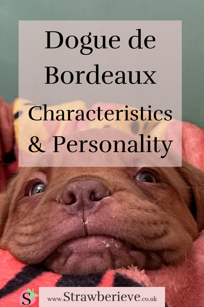 What's the Dogue de Bordeaux Personality Like? Find out what characteristics the DDB (French Mastiff) have and why they are such amazing, laid back, gentle, loving and loyal dogs! @strawberieveddb