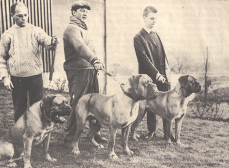 Vintage photograph of the dogue de bordeaux with Raymond Triquet