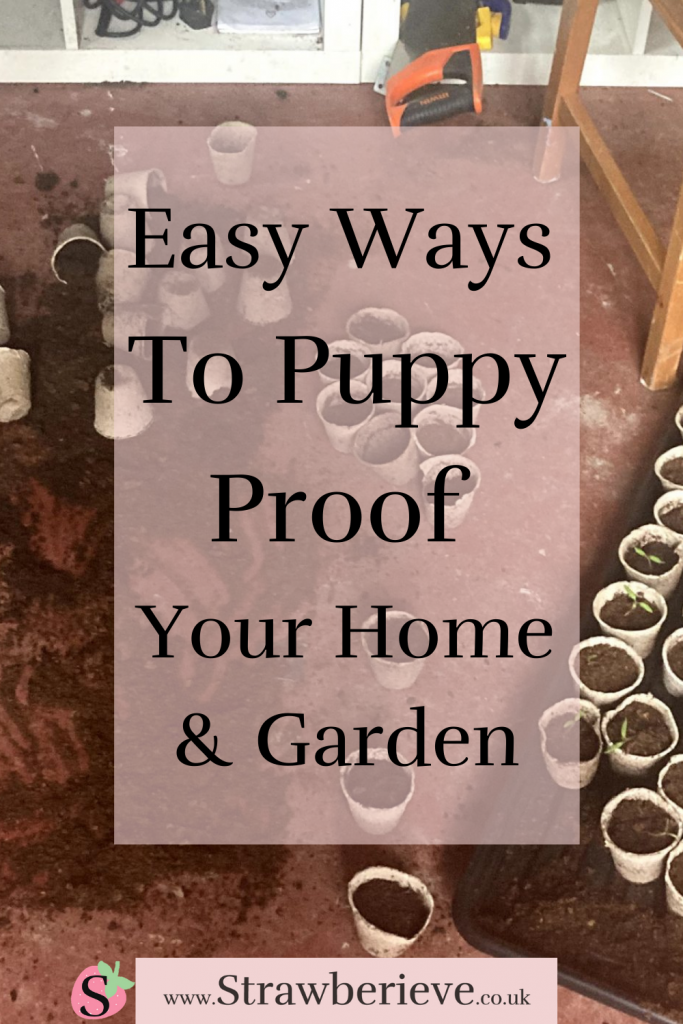 Find simple, easy ways to puppy proof your house and garden to keep your puppy safe and your sanity intact! Read the dog blog at strawberieve.co.uk to find simple ways to puppy (or dog!) proof your home and garden. #puppy #puppies #dog #safehome #puppyproof #home #garden #homegardentips #tips #howto #easywaysto #puppyproofhouse #puppyproofgarden #stoppuppydigging @strawberieveddb