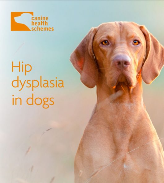 chs canine health schemes hip dysplasia in dogs information booklet free download strawberieve.co.uk @strawberieveddb
