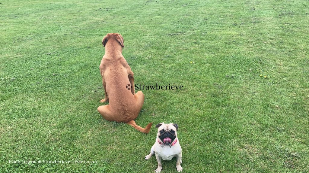 Evie's Legend at Strawberieve at 11 months old with Peanut the Pug photobombing! An example of a good body condition score for a Dogue de Bordeaux