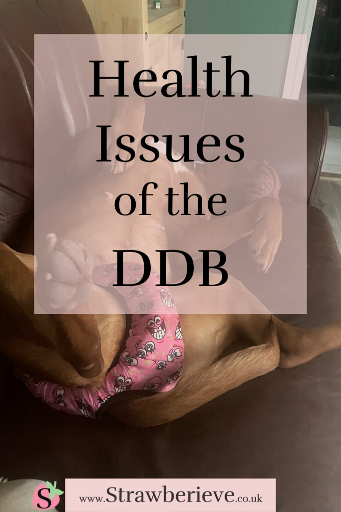 What health issues do the ddb have? Evie the dogue de bordeaux laying on the settee @ strawberieve.co.uk
