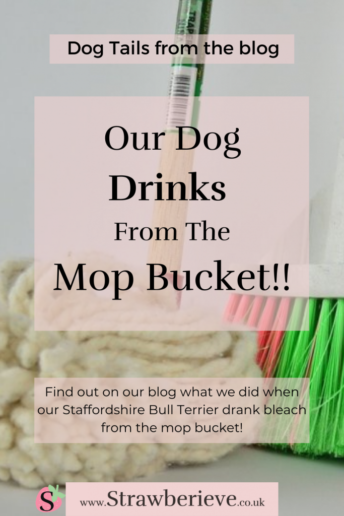 What to do if your dog drank bleach from the mop bucket - find out help and advice on our dog blog post www.strawberieve.co.uk - Do you know what to do if your dog drinks bleach water? If your dog drank mop water with bleach, you need to read this post on what to do next. Bleach and dogs, if your dog drank mop water find out what symptoms and signs to look out for www.strawberieve.co.uk @strawberieveddb