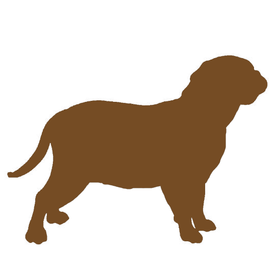 Example of a dog body condition score of 5 (overweight) to discover the dogue de bordeaux ideal weight range
