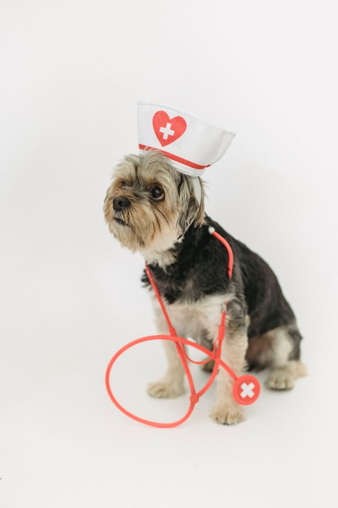 cute yorkshire terrier dressed in nurses uniform fancy dress photo credit sam lion from pexels
